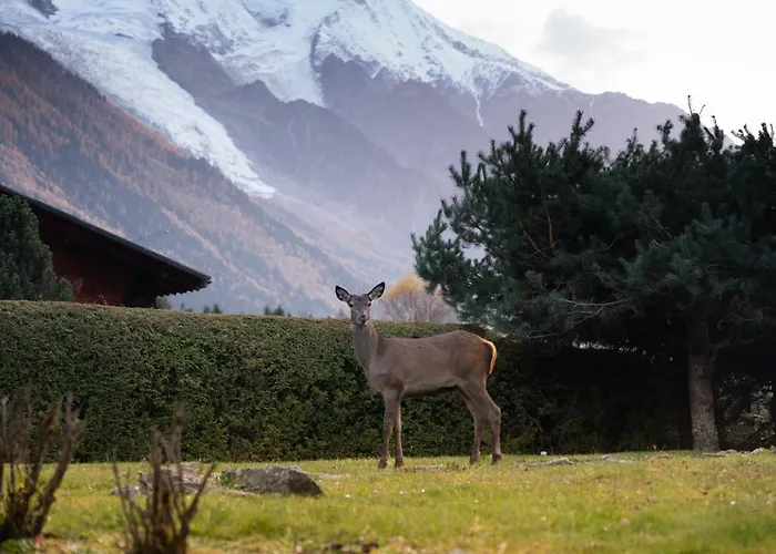 La Pagode, Vue Mont-blanc Et Jardin Prive Appartement *
